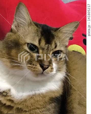 Adorable cat with soft, fluffy fur and bright, curious eyes. A symbol of elegance and purity, perfect for pet lovers and feline enthusiasts. Playful, gentle, and irresistibly cute! Adorable cat with soft, fluffy fur and bright, curious eyes. A symbol of elegance and purity, perfect for pet lovers and feline enthusiasts. Playful, gentle, and irresistibly cute! 141805217