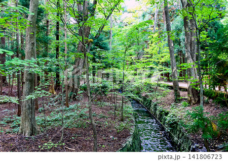 【北海道】初秋の札幌 自然豊かな円山原始林と小川 【北海道】初秋の札幌 自然豊かな円山原始林と小川 141806723