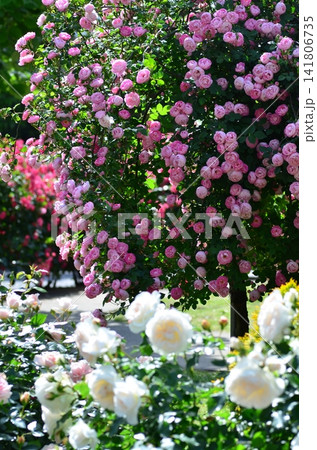 バラ　ローブリッター（Raubritter） shrub 141806735