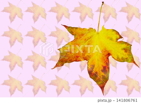 Pink autumn.Maple leaf on yellow orange leaves pattern Pink autumn.Maple leaf on yellow orange leaves pattern 141806761