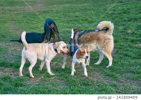 Cute domestic dogs are playing on grassy place 141809409