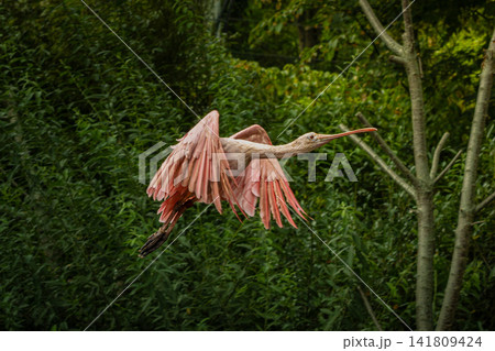 scarlet ibis bird eudocimus ruber 141809424