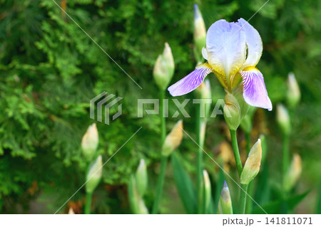 Nice delicate white purple iris flower variety Siberian Nice delicate white purple iris flower variety Siberian 141811071