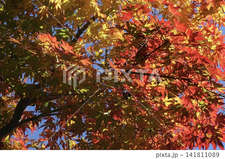 秋の青空に映える紅葉 秋の青空に映える紅葉 141811089