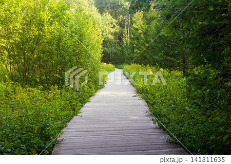 Wooden walkway in the forest with green grass and trees. Wooden walkway in the forest with green grass and trees. 141811635