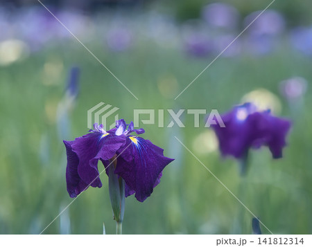 静かな花菖蒲 静かな花菖蒲 141812314