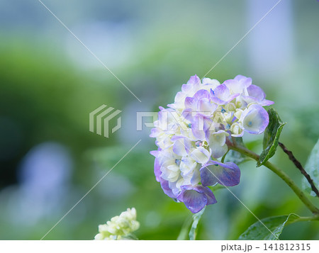 可愛いアジサイの花 可愛いアジサイの花 141812315