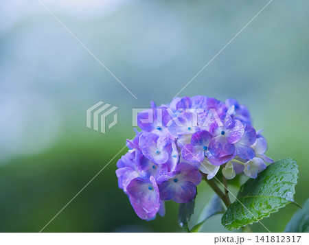 ひっそり咲く紫陽花 141812317