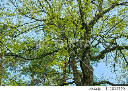 Springtime.Green blossoming nice tree oak, positive mood Springtime.Green blossoming nice tree oak, positive mood 141812390