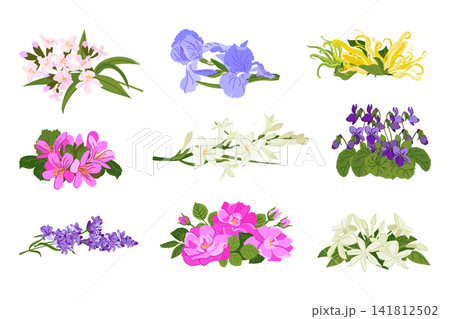 Source plants for essential oil extraction. Lavender, verbena, geranium, and tuberose used in aromatherapy. Jasmine, violet, rose, iris, and ylang-ylang are used in perfumery and aromatic compositions Source plants for essential oil extraction. Lavender, verbena, geranium, and tuberose used in aromatherapy. Jasmine, violet, rose, iris, and ylang-ylang are used in perfumery and aromatic compositions 141812502