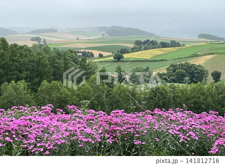 「花咲く丘とパッチワークの畑(北海道)」 「花咲く丘とパッチワークの畑(北海道)」 141812716