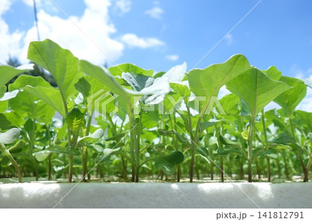 指定野菜ブロッコリーの苗 指定野菜ブロッコリーの苗 141812791