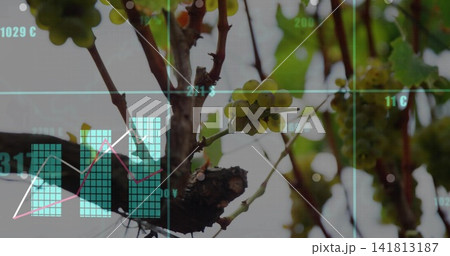Showing small cluster of green grapes hanging on pruned spur in vineyard, displaying data overlays 141813187