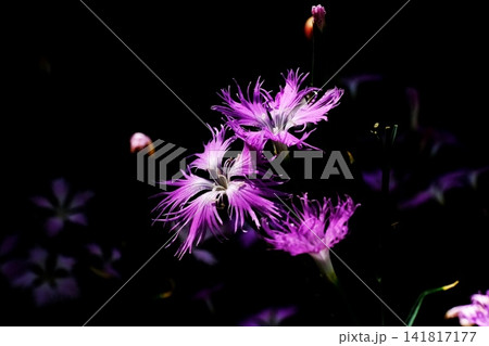 なでしこの花 なでしこの花 141817177