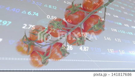 Showing tomato-vine gleaming in studio with calyxes and sheen, showing numbers and grid lines 141817686