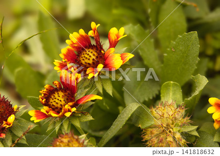 鮮やかな赤色と黄色の花びらをもつテンニンギク 鮮やかな赤色と黄色の花びらをもつテンニンギク 141818632