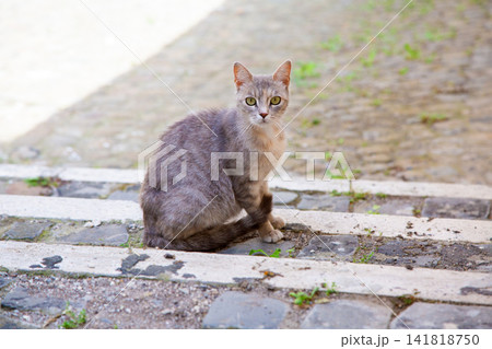Alert gray tabby cat sitting on weathered stone steps outdoors with soft blurred background, direct gaze, natural daylight, calm rural setting, detailed fur, centered composition Alert gray tabby cat sitting on weathered stone steps outdoors with soft blurred background, direct gaze, natural daylight, calm rural setting, detailed fur, centered composition 141818750