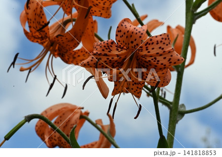 軽井沢植物園で撮ったオニユリの花 141818853