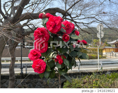 青空の下で満開に咲く赤い八重咲きの椿の花と蕾 春の日本の風景　1 141819021