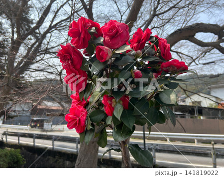 青空の下で満開に咲く赤い八重咲きの椿の花と蕾 春の日本の風景 2 青空の下で満開に咲く赤い八重咲きの椿の花と蕾 春の日本の風景 2 141819022