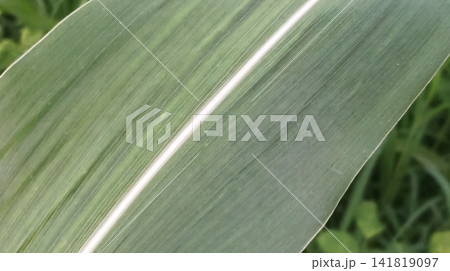 Close up of fresh green leaf Close up of fresh green leaf 141819097