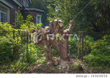 Nature vs man-made structure concept with part of a tree absorbed by a metal wire fence. 141819254