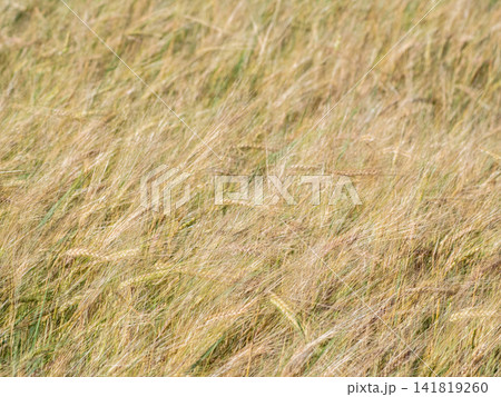 Double exposure abstract of green barley crops and eco sustainability 141819260