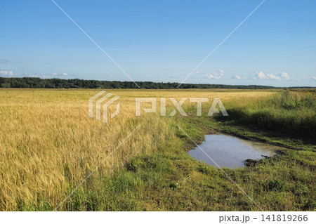 Ecological summer landscape of a pristine organic grain field, sustainable agriculture, green forest and pure blue sky as a concept of environmental preservation. Ecological summer landscape of a pristine organic grain field, sustainable agriculture, green forest and pure blue sky as a concept of environmental preservation. 141819266