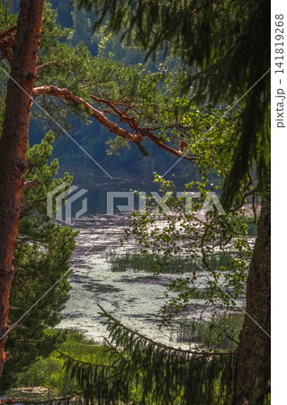 A scenic view of a calm river or lake in the middle of a dense forest, seen through the framing branches and trunks of pine and fir trees on a bright sunny day. A scenic view of a calm river or lake in the middle of a dense forest, seen through the framing branches and trunks of pine and fir trees on a bright sunny day. 141819268