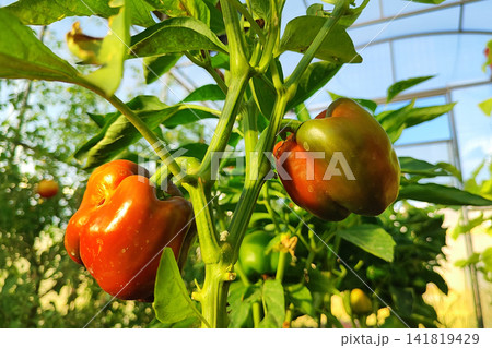 Close view of ripe bell peppers hanging on vine inside bright greenhouse, glossy red and green skins glowing among leaves, stems, and natural growth, with pepper, bell, capsicum, vegetable detail Close view of ripe bell peppers hanging on vine inside bright greenhouse, glossy red and green skins glowing among leaves, stems, and natural growth, with pepper, bell, capsicum, vegetable detail 141819429