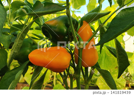 Close view of ripe bell peppers hanging on vine inside bright greenhouse, glossy red and green skins glowing among leaves, stems, and natural growth, with pepper, bell, capsicum, vegetable detail 141819439