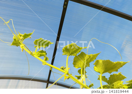 Sunlit greenhouse vine with textured green leaves and hanging yellow flower bud among climbing stems, showing natural growth, soft shadows, and delicate plant detail Sunlit greenhouse vine with textured green leaves and hanging yellow flower bud among climbing stems, showing natural growth, soft shadows, and delicate plant detail 141819444