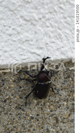 カブトムシ カブトムシ 141819500