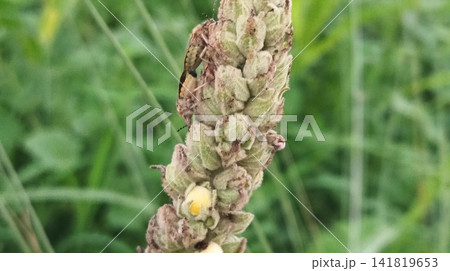 Close up of wild grass seed head Close up of wild grass seed head 141819653