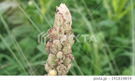 Close up of wild plant seed head 141819654