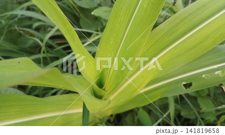 Green corn leaves close up Green corn leaves close up 141819658