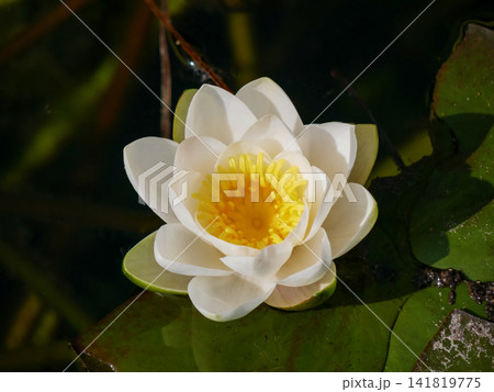 Close up of a white water lily flower blooming on a calm pond surrounded by green lily pads. Elegant aquatic blossom with bright yellow center in natural sunlight. Close up of a white water lily flower blooming on a calm pond surrounded by green lily pads. Elegant aquatic blossom with bright yellow center in natural sunlight. 141819775