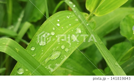 Close-Up of Raindrops on a Fresh Green Leaf After Rain Close-Up of Raindrops on a Fresh Green Leaf After Rain 141819843