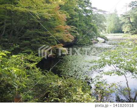 森林の中の池 森林の中の池 141820318