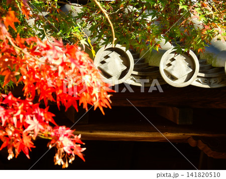 真っ赤に紅葉した鮮やかなモミジの枝と瓦 141820510