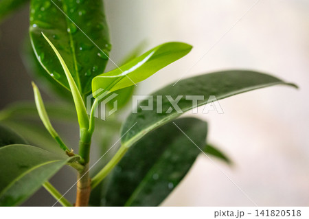 Young green ficus sprout with fresh leaves macro shot in bright interior light 141820518