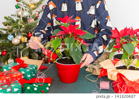A man transplanting Poinsettia flowers into a new pot near a beautifully decorated Christmas tree, creating a warm, festive atmosphere at home for the holiday season A man transplanting Poinsettia flowers into a new pot near a beautifully decorated Christmas tree, creating a warm, festive atmosphere at home for the holiday season 141820687