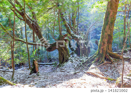 屋久島白谷雲水峡 神が宿る森(春 屋久島白谷雲水峡 神が宿る森(春 141821002