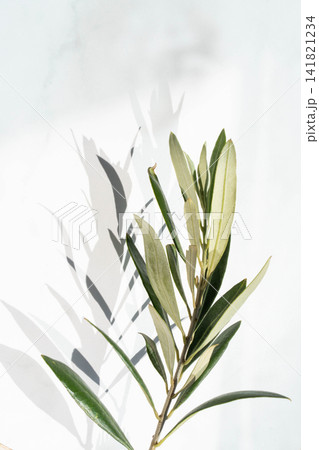 Green olive branch with shadows Green olive branch with shadows 141821234