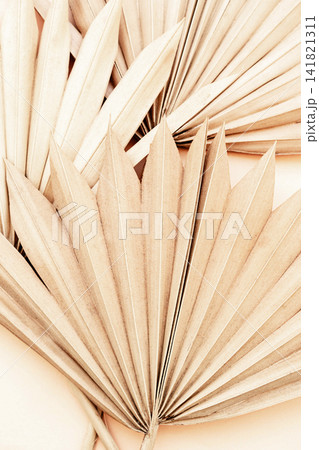 Close-up of dried palm leaves 141821311