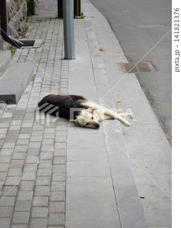Dog rests peacefully on a city sidewalk next to a road Dog rests peacefully on a city sidewalk next to a road 141821376