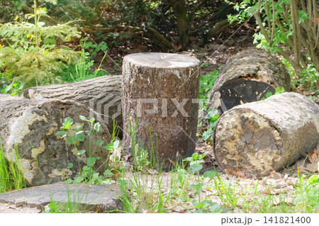 Wooden stumps are used for sitting outdoors. Natural texture. Tree stump in green park on a sunny day. Cut tree. Wooden stumps are used for sitting outdoors. Natural texture. Tree stump in green park on a sunny day. Cut tree. 141821400