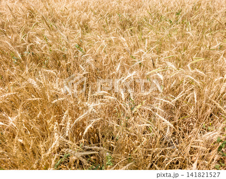 Close-up of golden wheat stalks bending slightly under sunlight 141821527