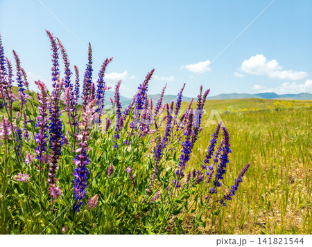 Field of purple lupine flowers under clear sky Field of purple lupine flowers under clear sky 141821544