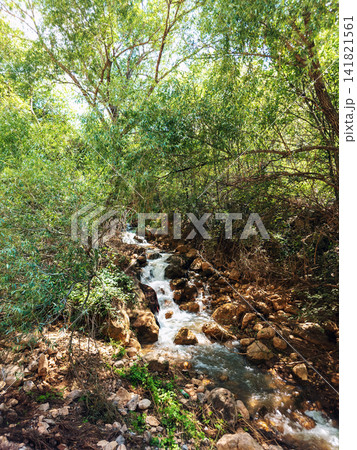Forest stream tumbles over rocks under dense canopy 141821561